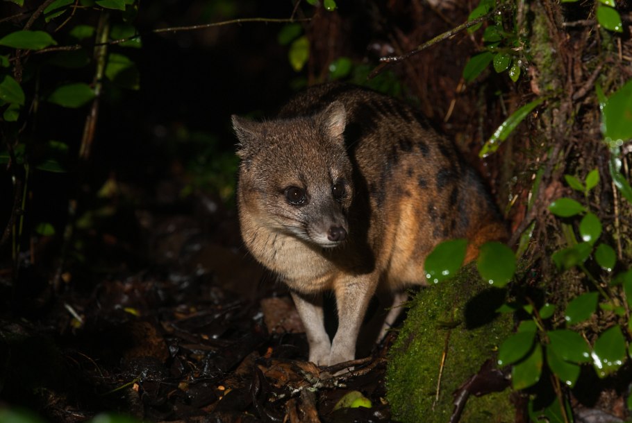 Фаналока (Fossa),
