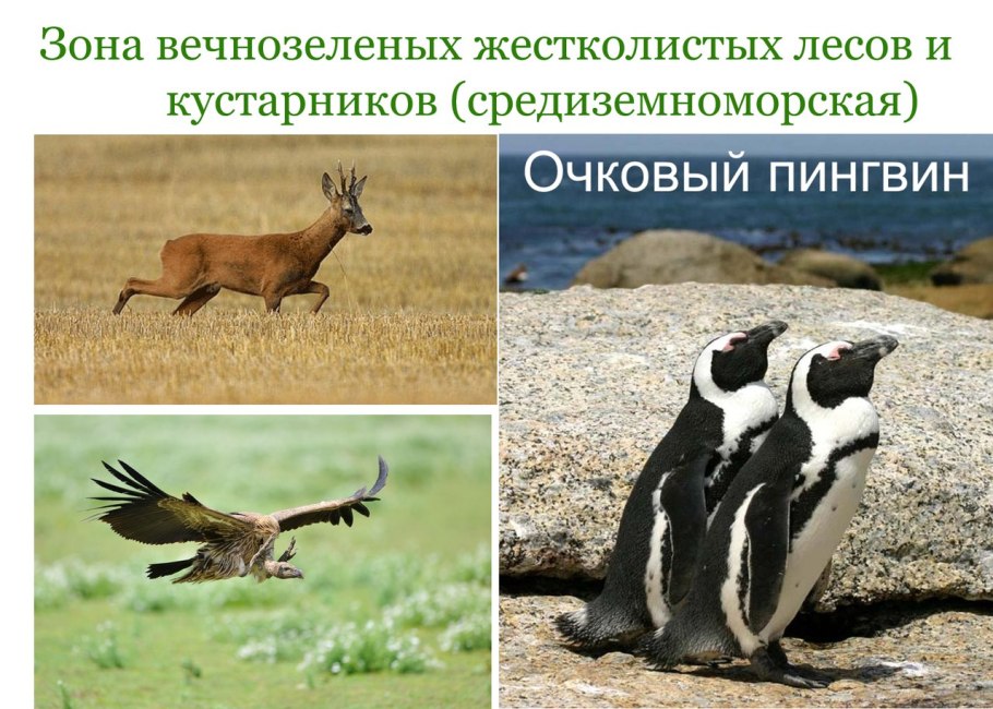 Средиземноморская зона животные