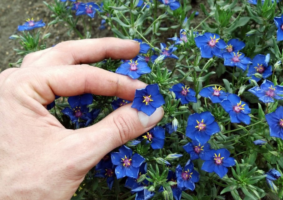 Анагаллис синий