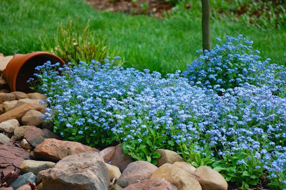 Незабудка Лесная Myosotis sylvatica