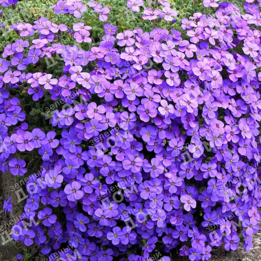 Обриета Каскад Парпл