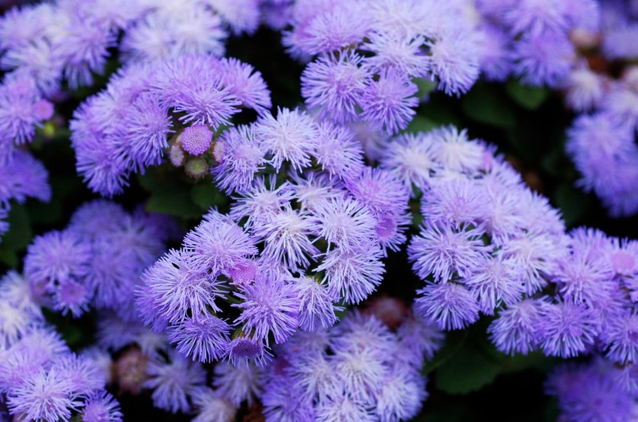 Агератум Хоустона (мексиканский)