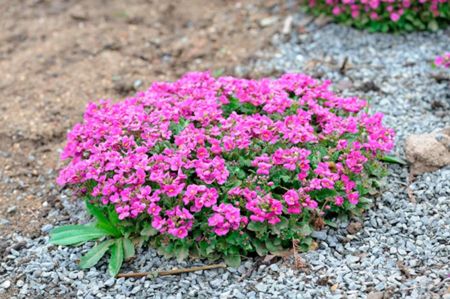 Арабис Резуха