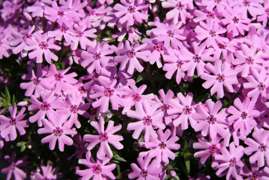 Флокс шиловидный Форт Хилл