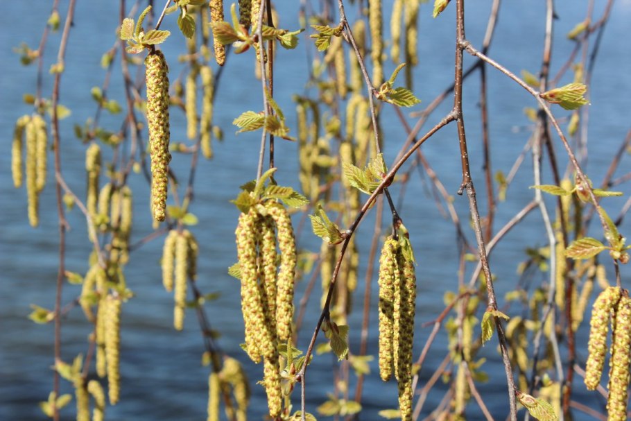 Цветение березы повислой