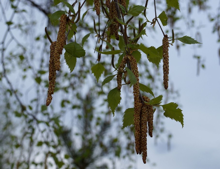 Ольховые бруньки