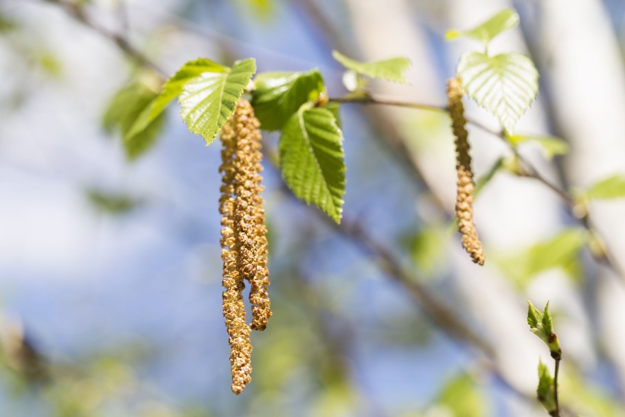 Соцветие Сережка примеры