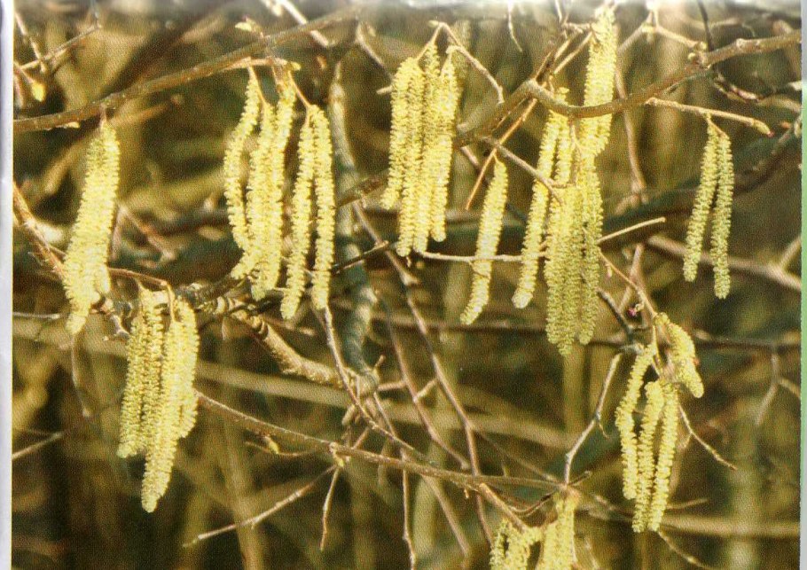 Береза повислая Betula pendula
