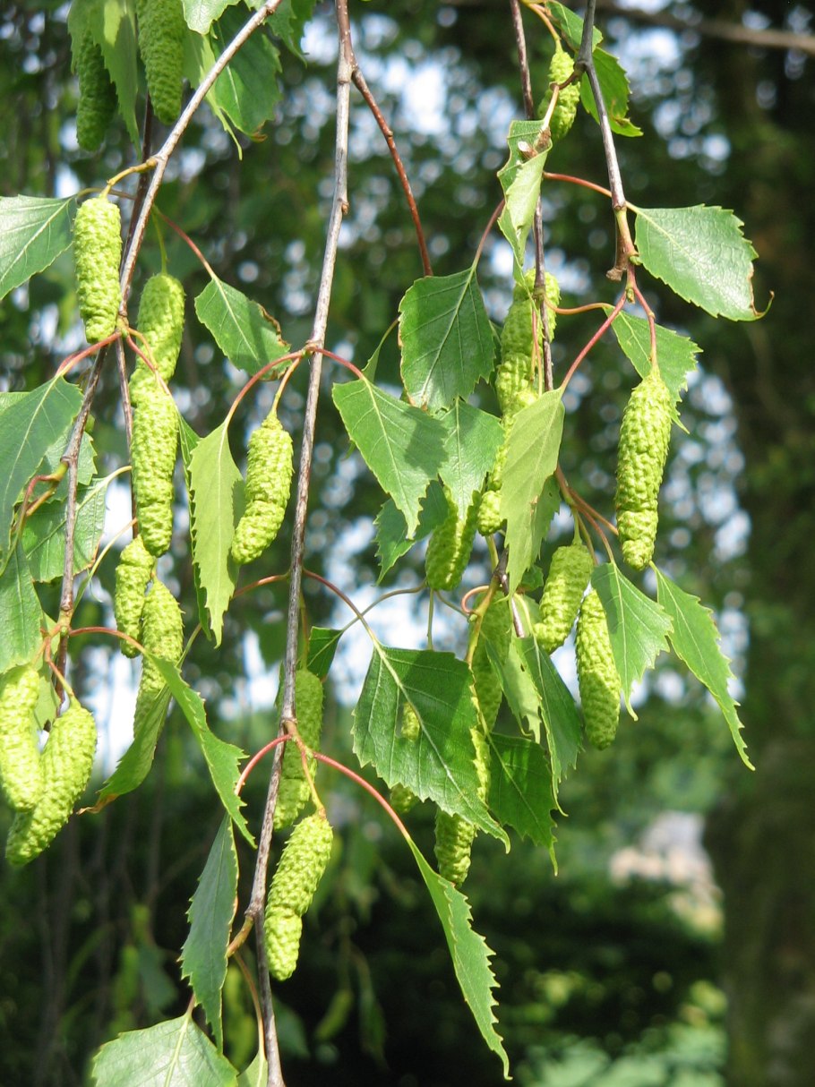 Берёза бородавчатая (Betula verrucosa)
