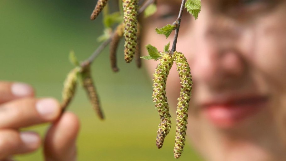 Береза повислая (бородавчатая) (лат. Betula pendula)