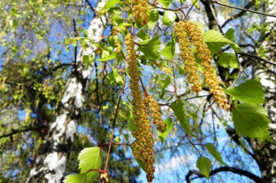 Береза повислая плод