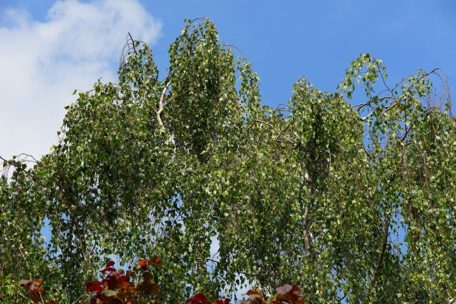Береза повислая Betula pendula