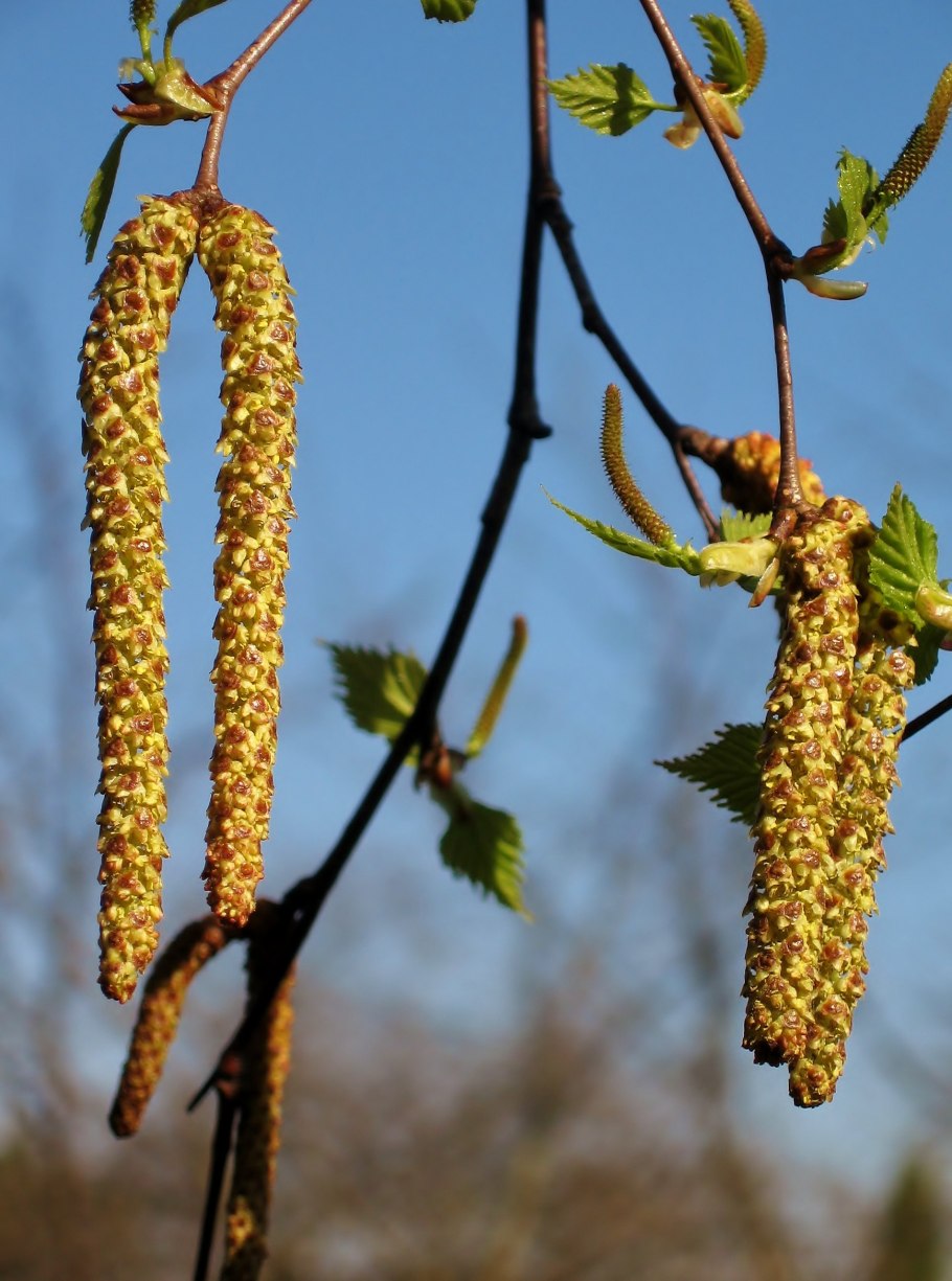 Лагус березовые сережки