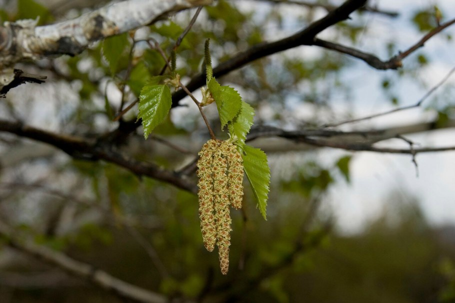 Береза далекарлийская / Betula Dalecarlica