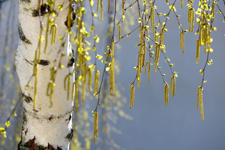 Береза повислая хвоя