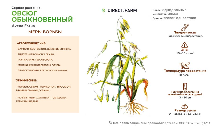 Овсюг сорняк биологическая группа
