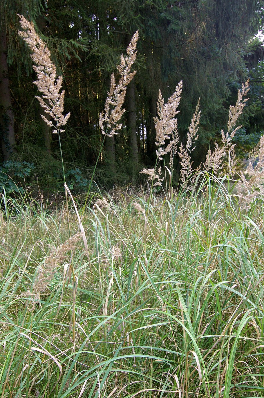 Вейник Наземный Calamagrostis epigejos
