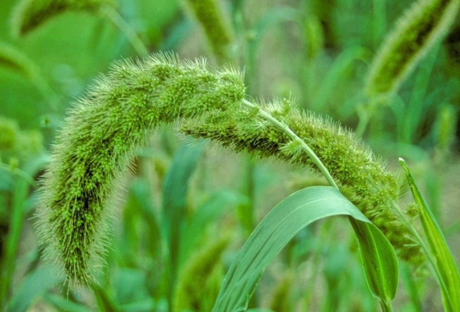 Чумиза (Setaria Italica)