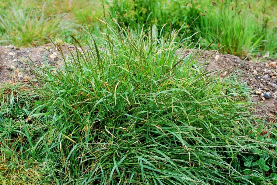 Пырей ползучий (Elytrigia repens)