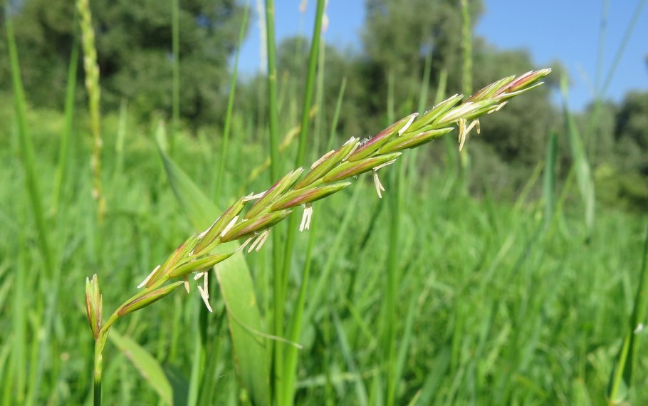Пырей ползучий (Elytrigia repens)