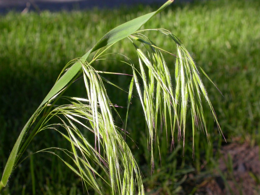 Костёр ржаной (Bromus secalinus)