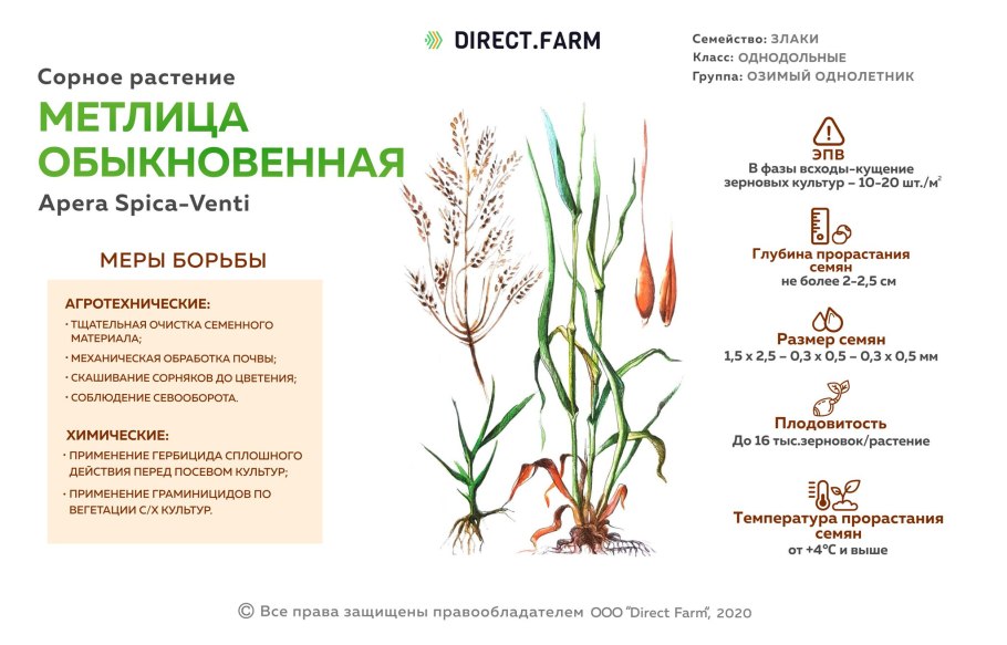Корневищные Однодольные сорняки