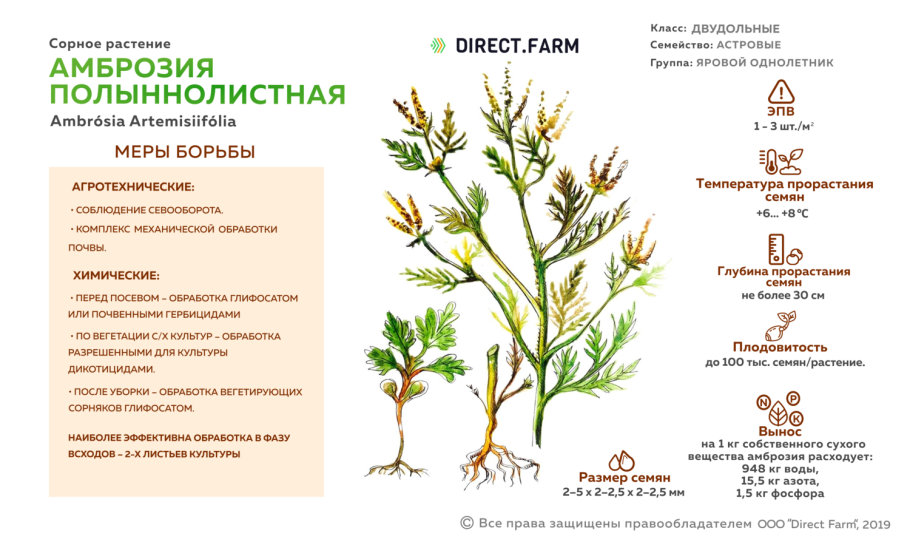 Амброзия полыннолистная методы борьбы