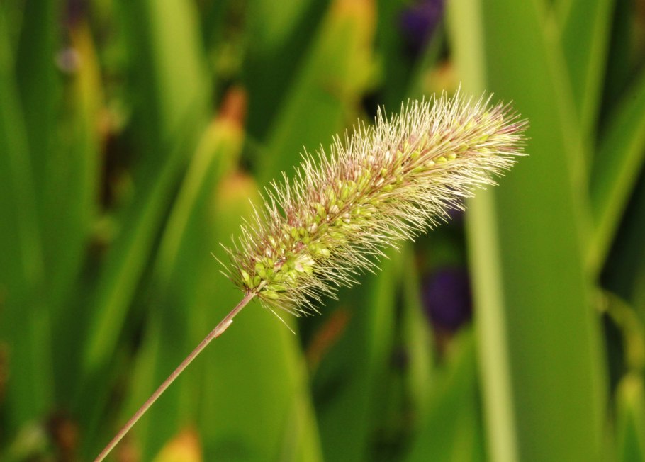 Щетинник сизый - Setaria glauca