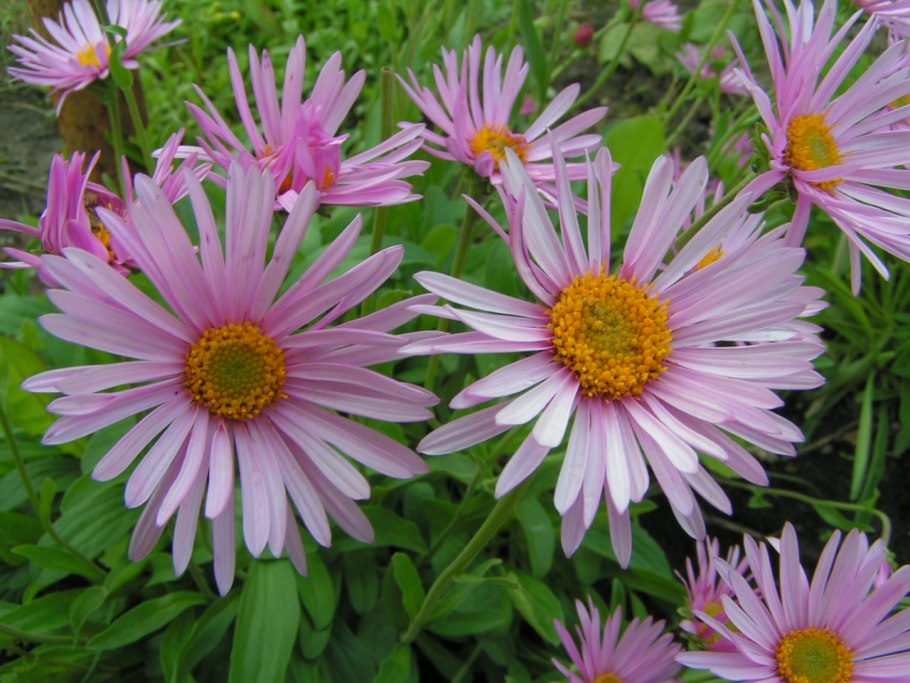 Астра Альпийская Голиаф