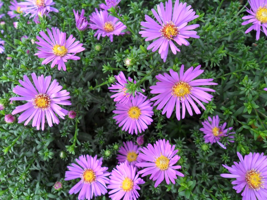 Астра Альпийская многолетняя