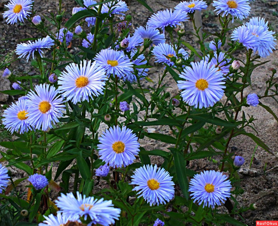 Астра Альпийская