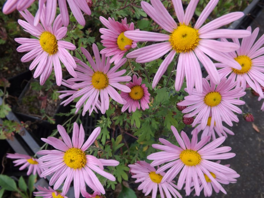 Астра Альпийская Иллирия