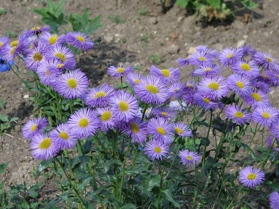 Астра Альпийская (Aster Alpinus)