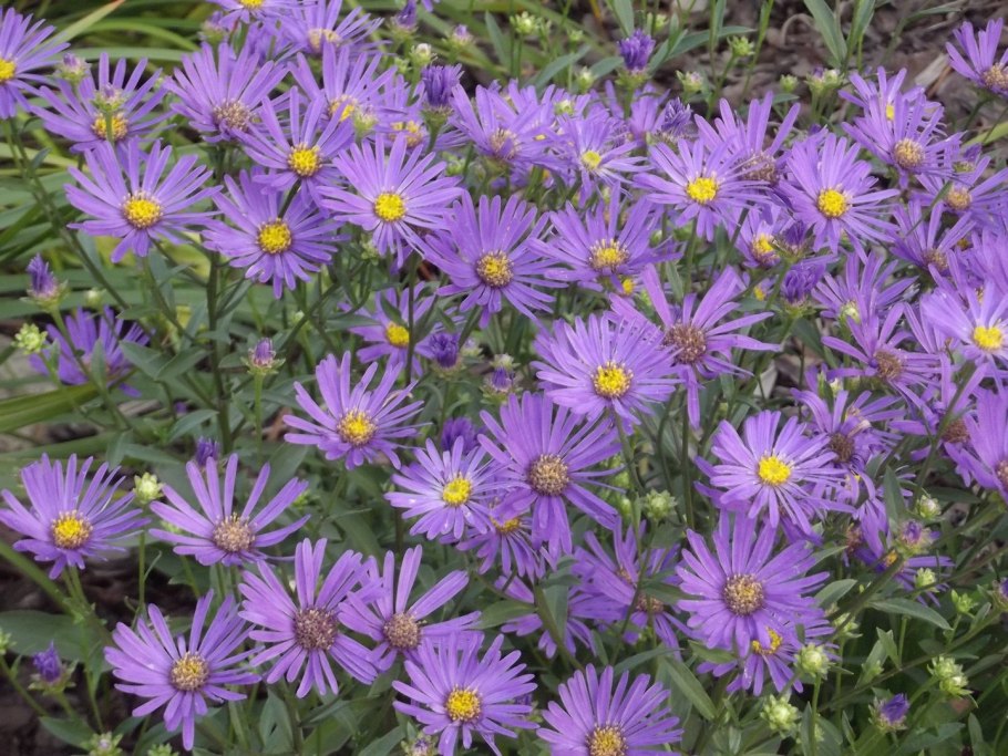 Астра многолетняя Aster Alpinus