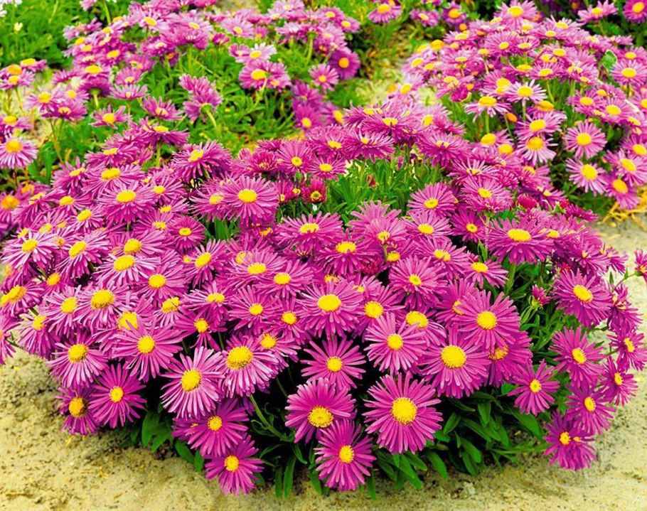 Астра итальянская (Aster amellus)
