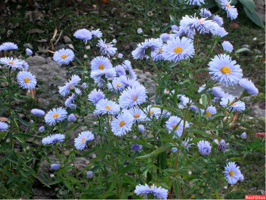 Астра многолетняя Aster Alpinus