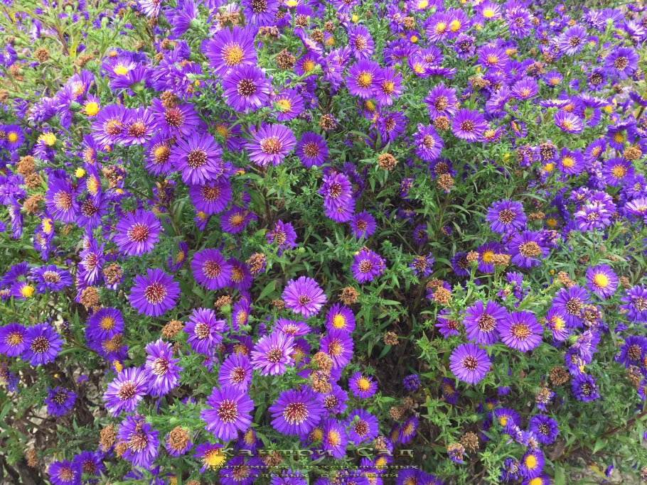 Астра новобельгийская голубая