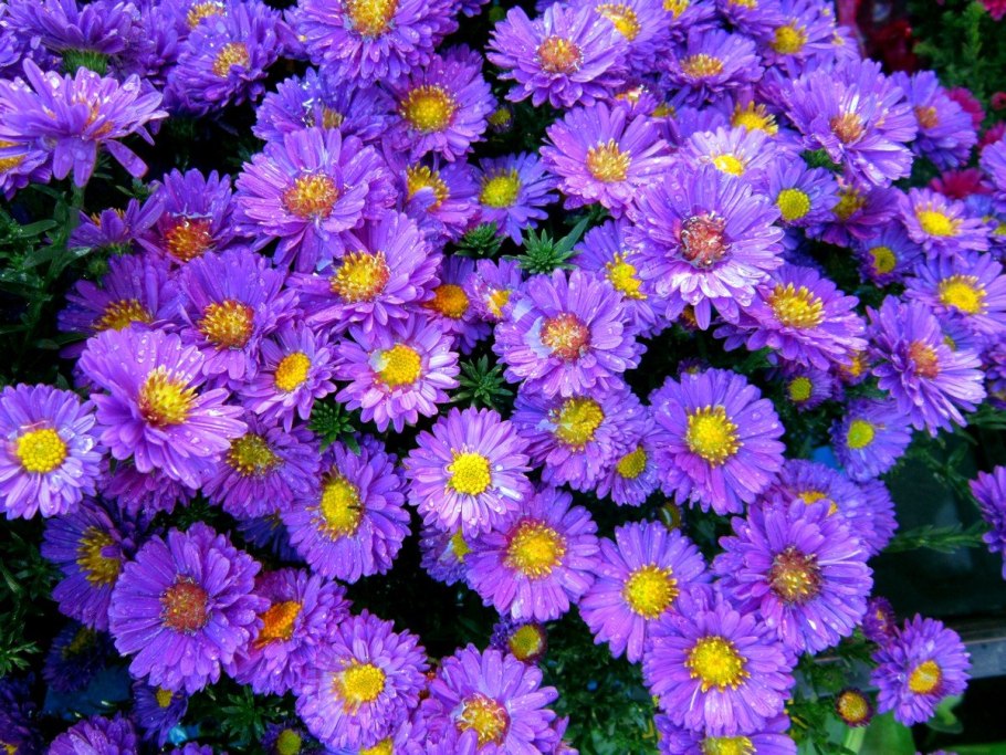 Астра Альпийская (Aster Alpinus)