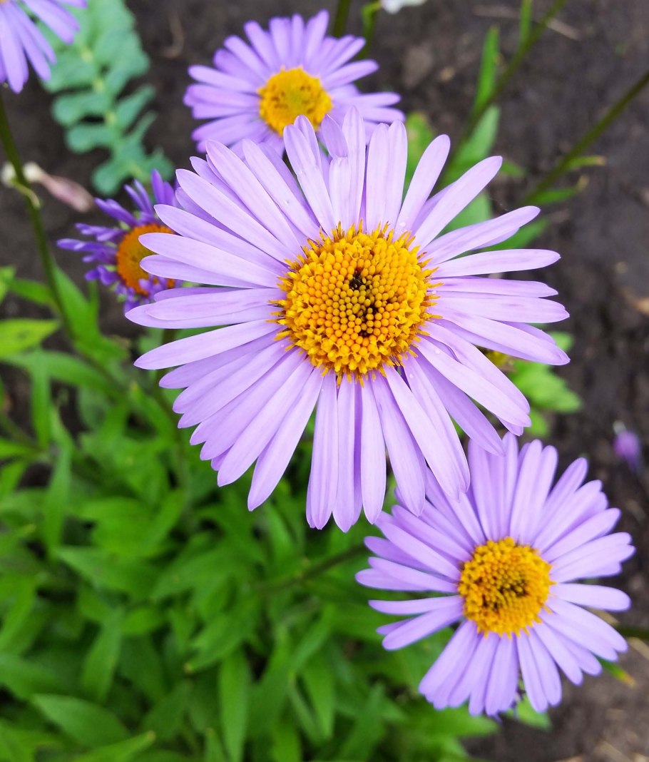 Астра Альпийская Вариегата