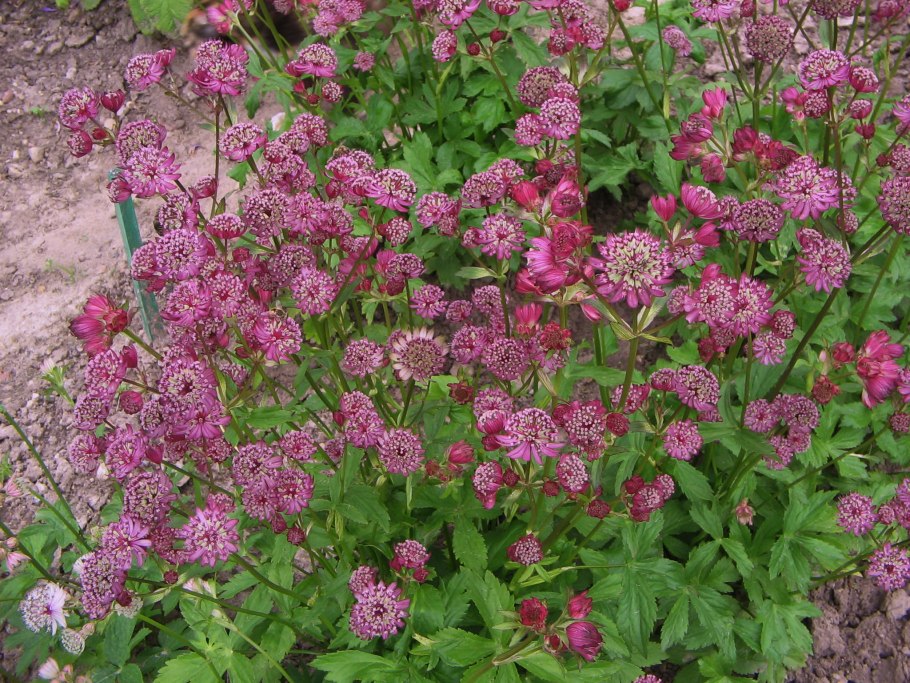 Astrantia carniolica 'rubra'