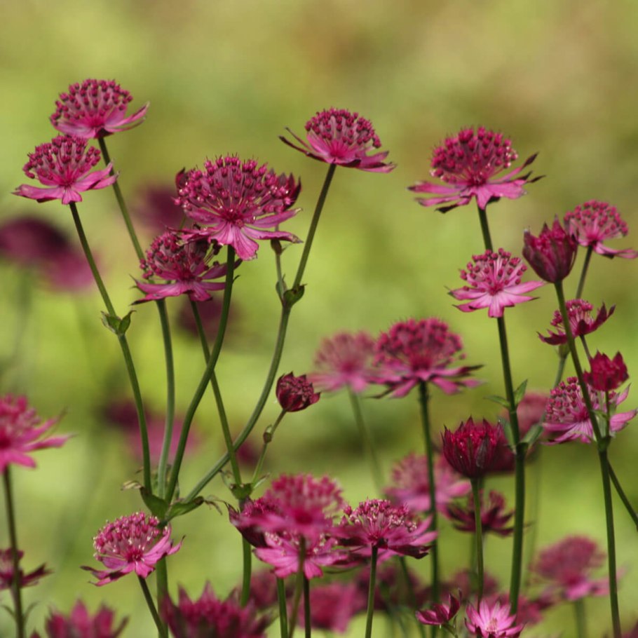 Астранция Astrantia Major rubra