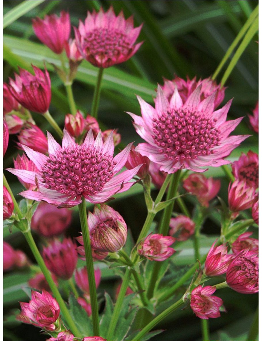 Астранция Astrantia Major rubra