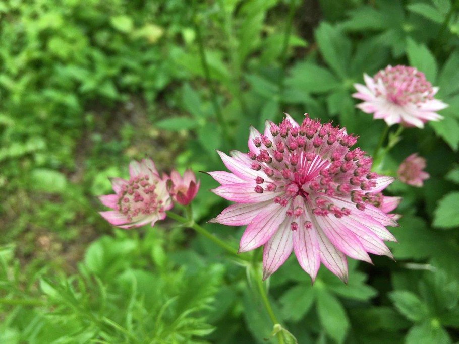 Астранция крупная (Astrantia Major)