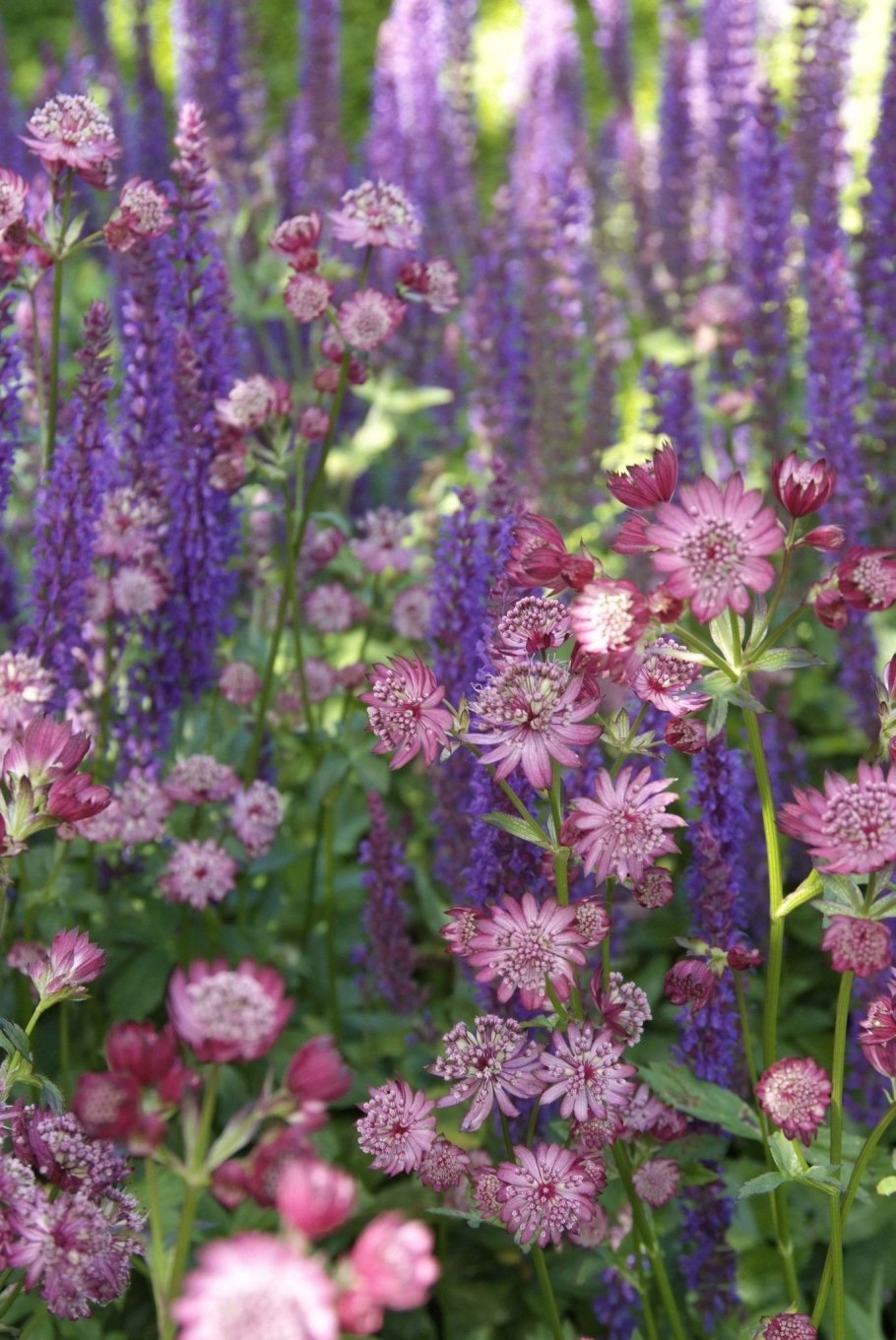 Астранция Рубра Astrantia rubra