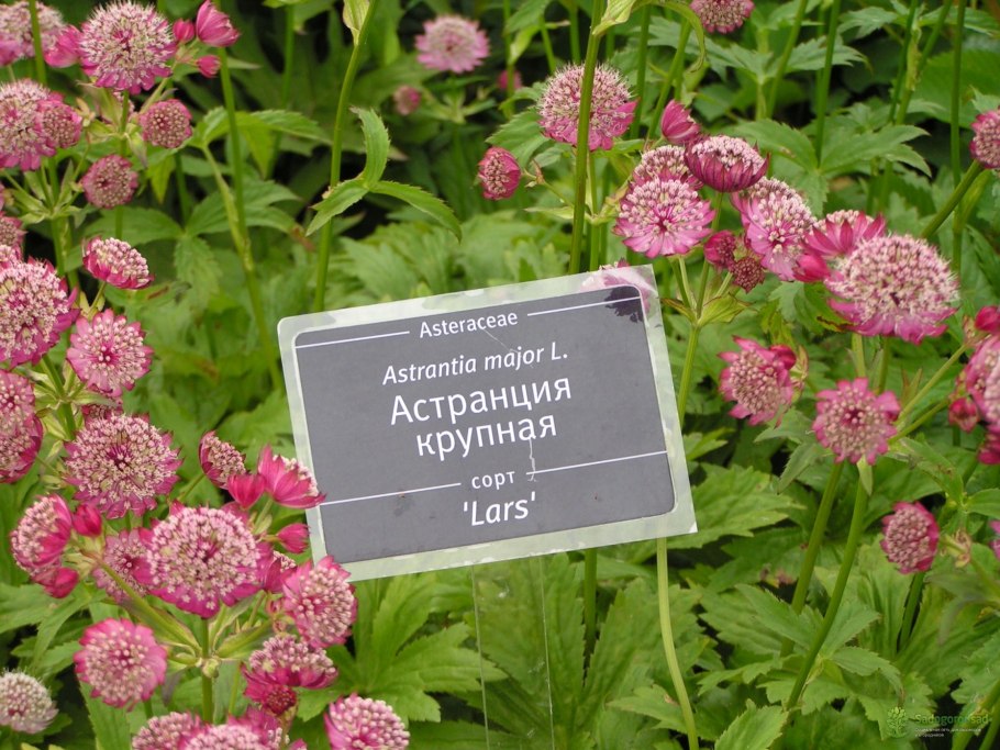 Астранция Спарклинг старс Пинк