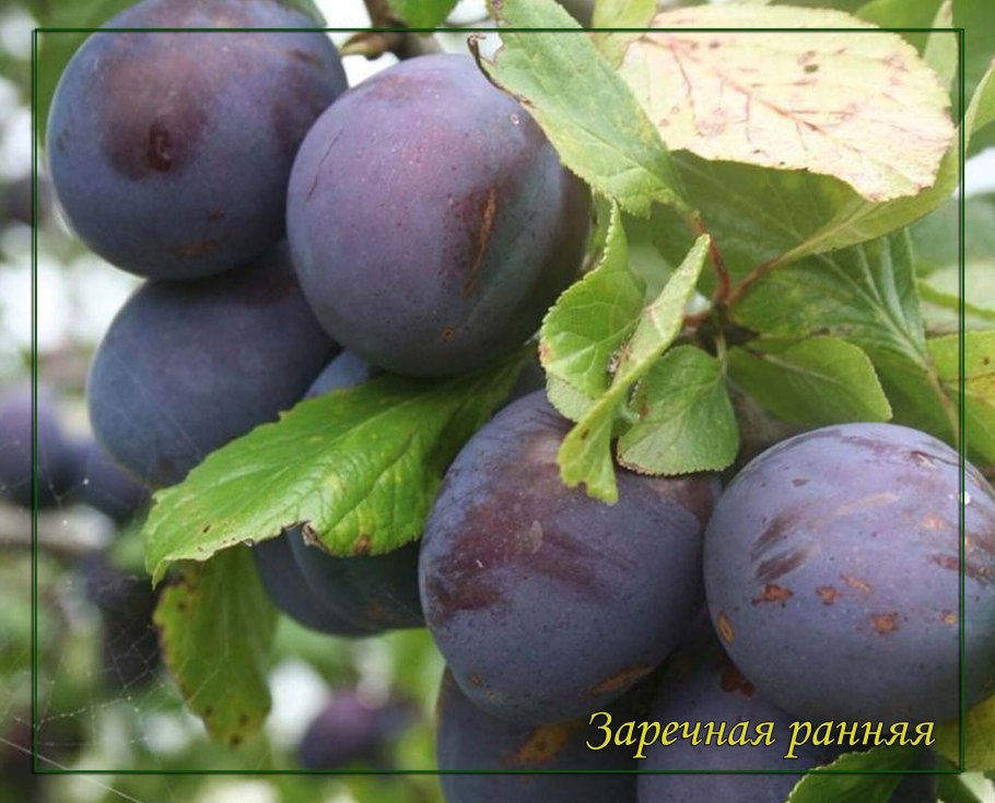 Слива Ренклод Карбышева