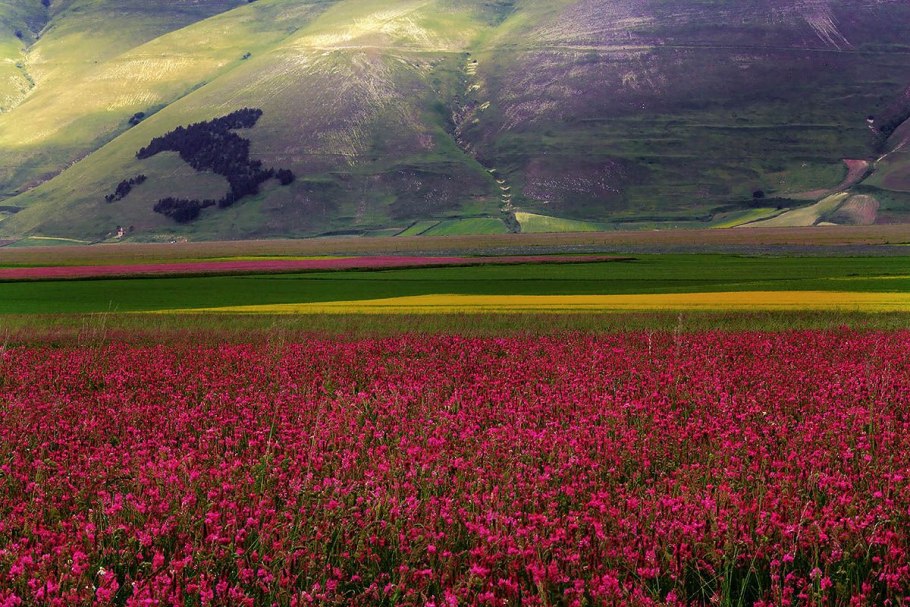 Кастеллуччо, Италия, цветы