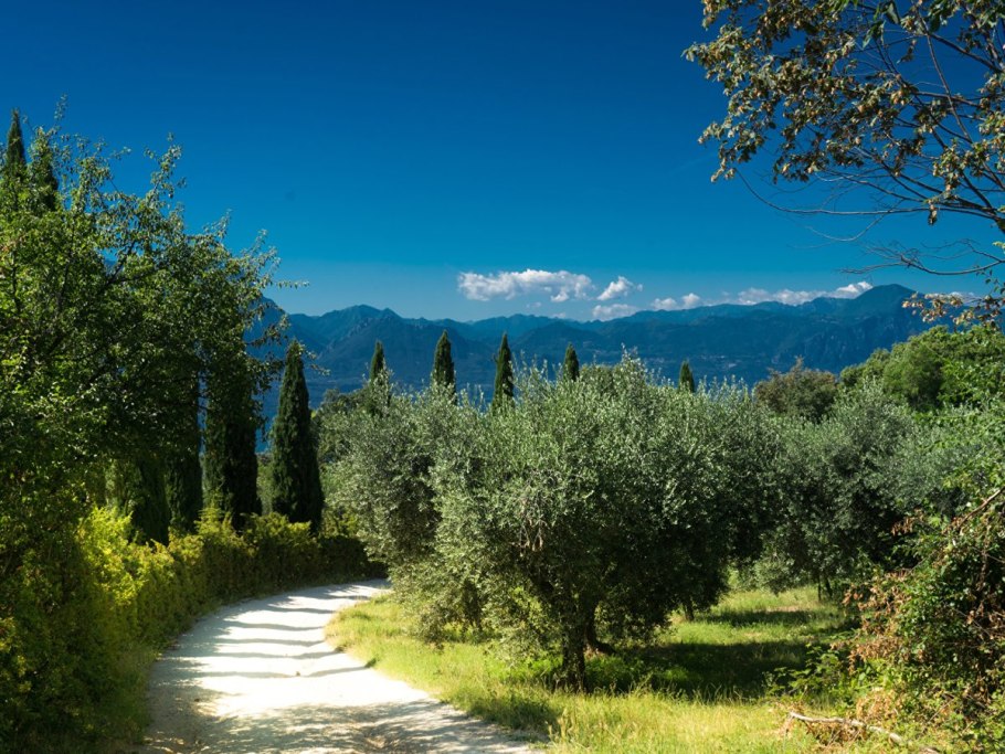 Тоскана лес