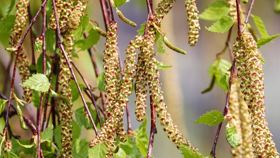 Березовые бруньки