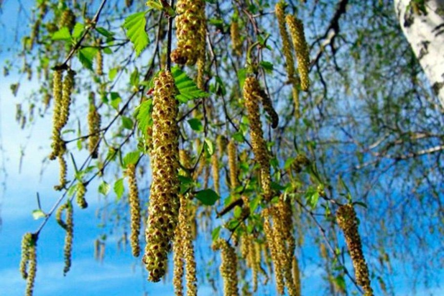 Береза обыкновенная (Betula Alba)